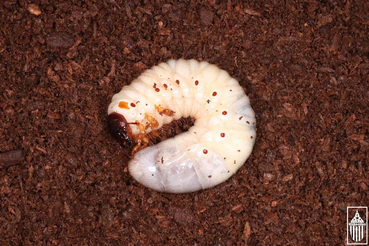 Eastern Hercules Beetle (Dynastes tityus) larva.