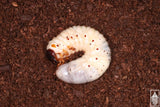 Eastern Hercules Beetle (Dynastes tityus) larva.