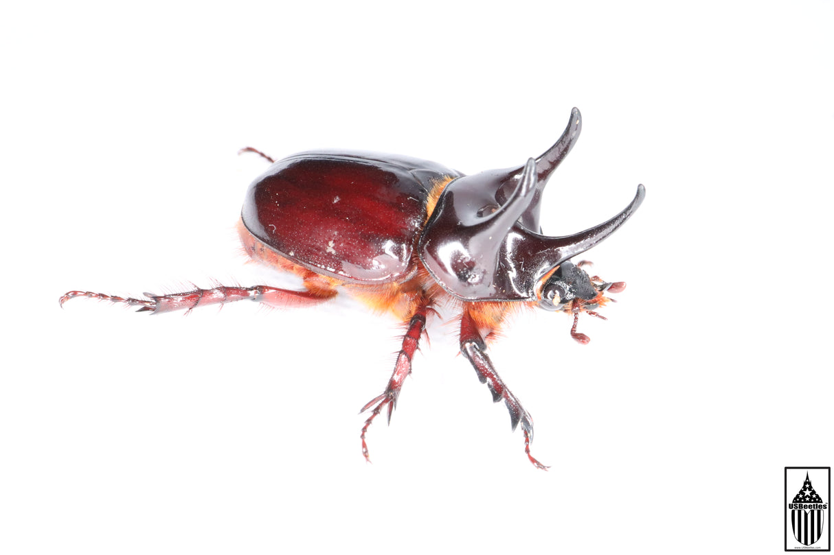 Smooth Ox Beetle (Strategus antaeus)