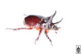 Smooth Ox Beetle (Strategus antaeus)