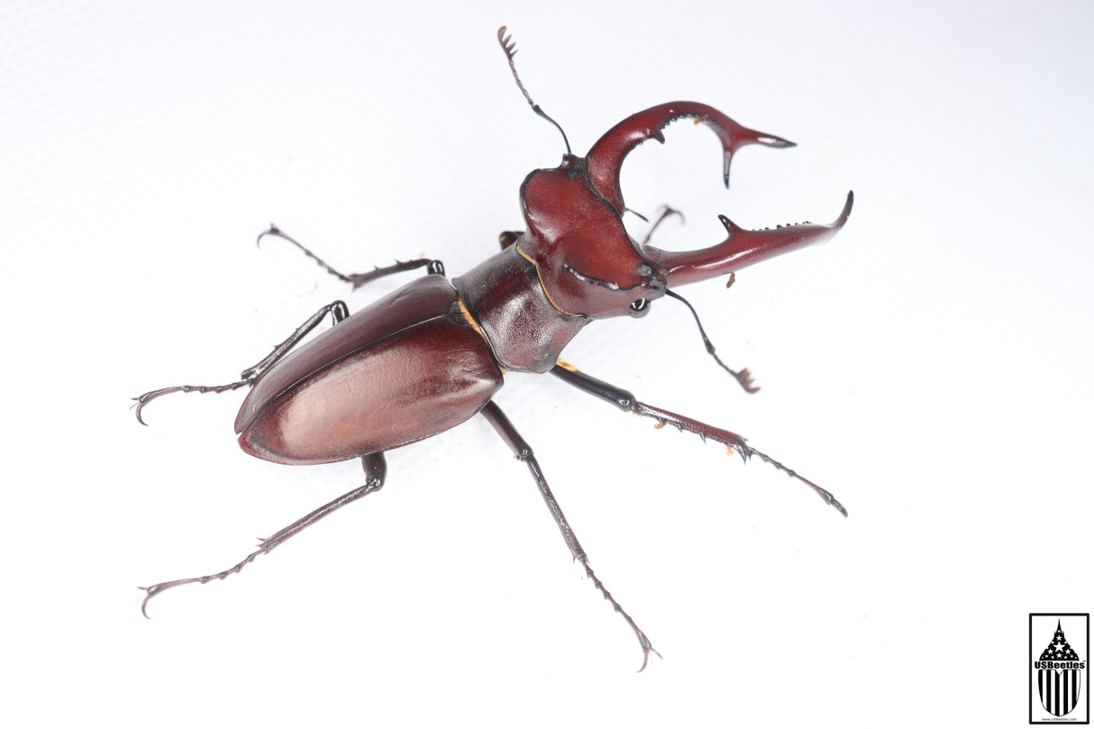 Giant Stag Beetle (Lucanus elaphus)