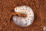 Ox Beetle (Strategus aloeus) larva.