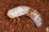 Ox Beetle (Strategus aloeus) larva.