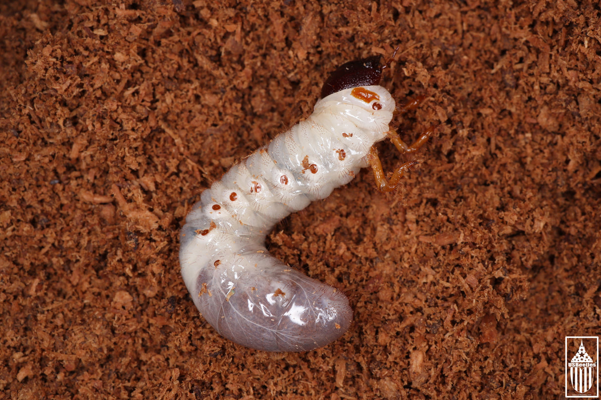 Smooth Ox Beetle (Strategus antaeus) larva.