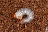 Giant Stag Beetle (Lucanus elaphus) larva.