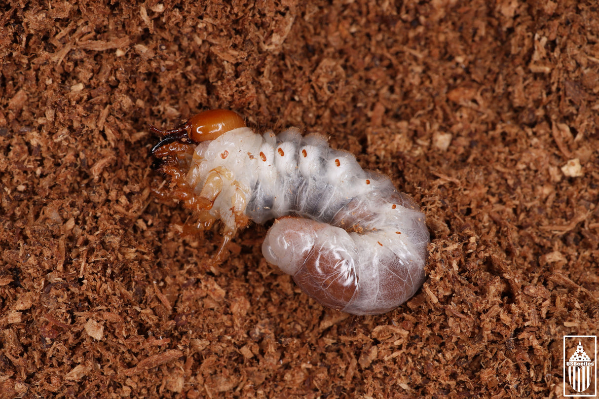 Giant Stag Beetle (Lucanus elaphus) larva.