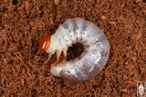 Reddish-brown Stag Beetle (Lucanus capreolus) larva.