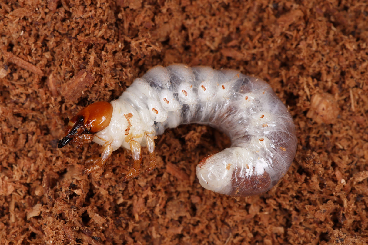 Reddish-brown Stag Beetle (Lucanus capreolus) larva.