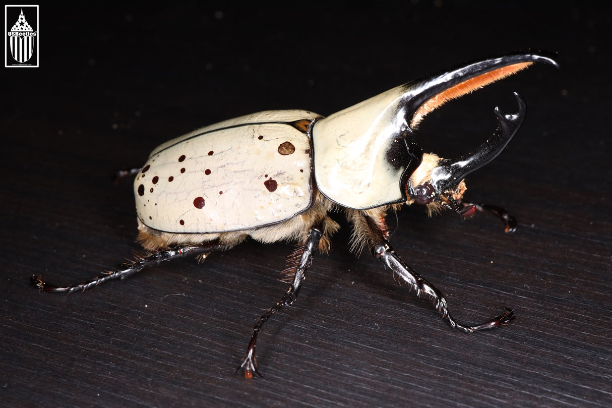 Western Hercules Beetle (Dynastes grantii)