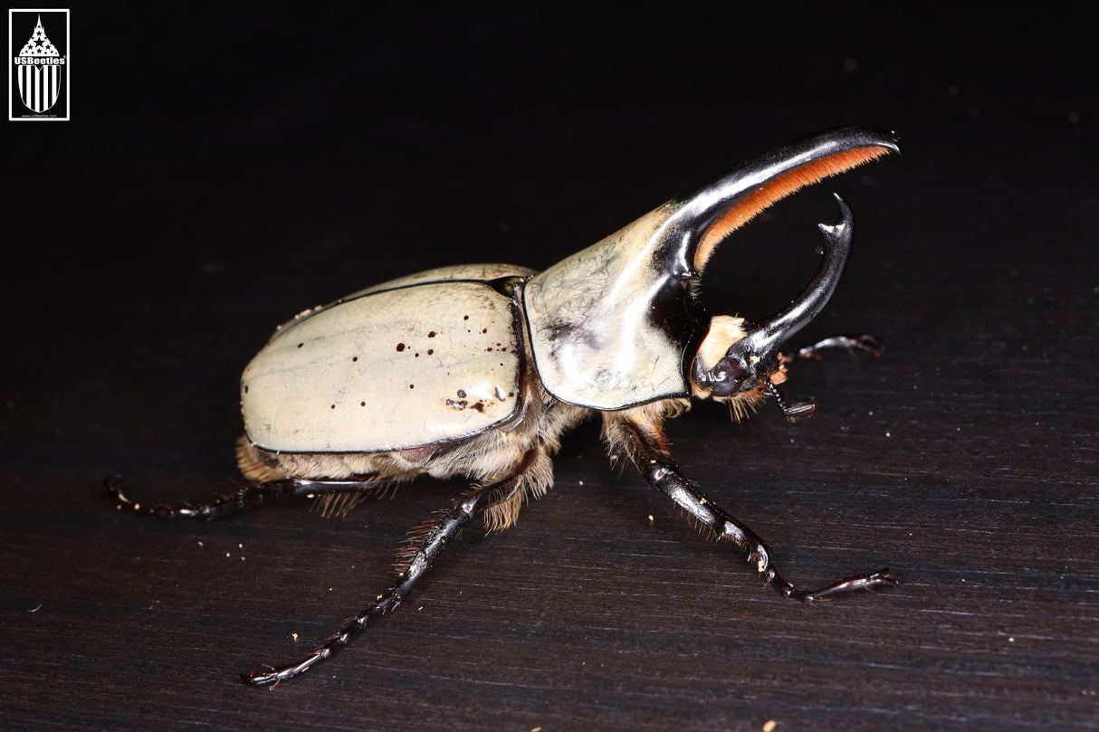 Western Hercules Beetle (Dynastes grantii)