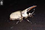 Western Hercules Beetle (Dynastes grantii)