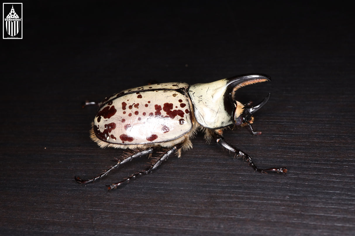 Western Hercules Beetle (Dynastes grantii)