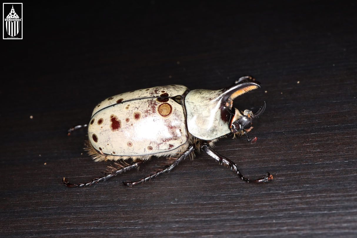 Western Hercules Beetle (Dynastes grantii)