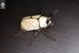 Western Hercules Beetle (Dynastes grantii)