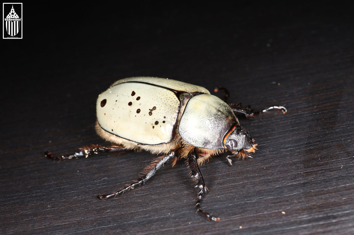 Western Hercules Beetle (Dynastes grantii)