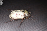 Western Hercules Beetle (Dynastes grantii)