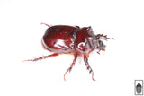 Smooth Ox Beetle (Strategus antaeus)