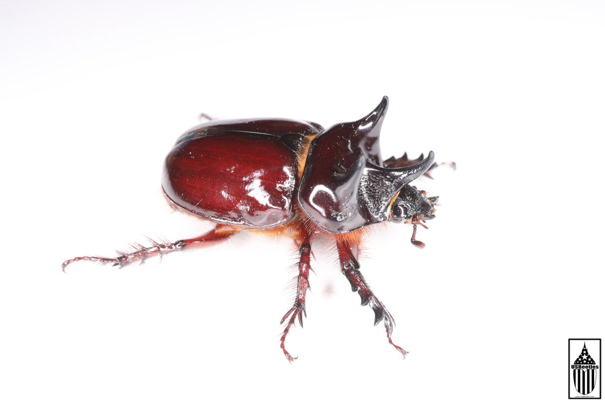 Smooth Ox Beetle (Strategus antaeus)