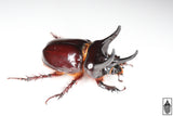 Smooth Ox Beetle (Strategus antaeus)