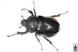 Texas Elephant Beetle (Megasoma vogti)