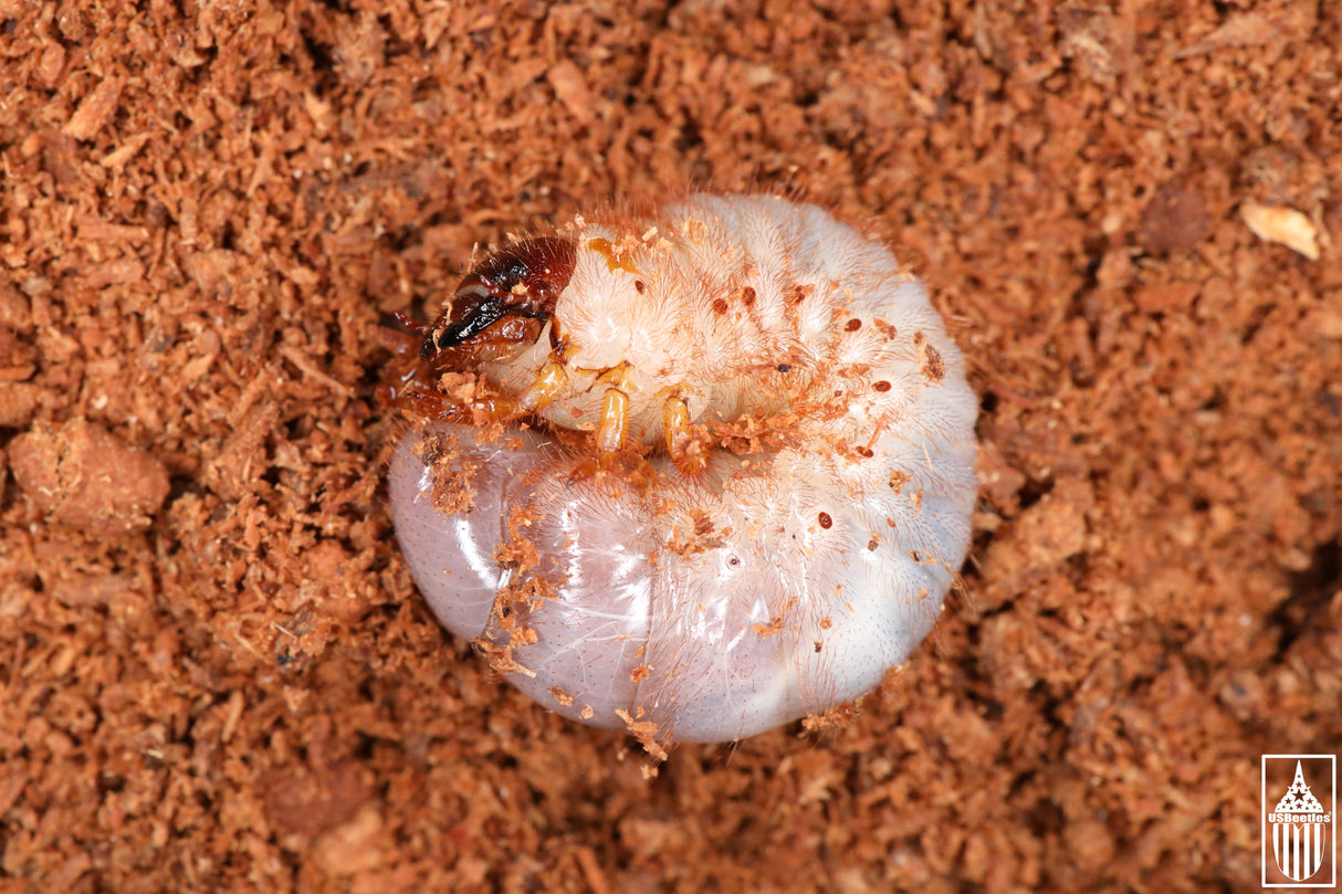 Arizona Elephant Beetle (Megasoma punctulatum) larva.