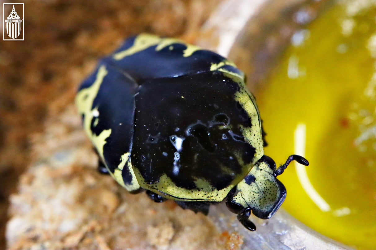 Harlequin Flower Beetle (Gymnetis thula)