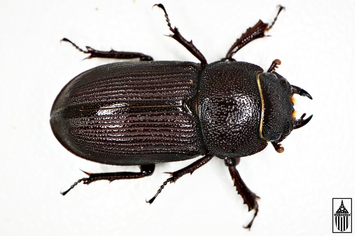 Antelope Stag Beetle (Dorcus parallelus)