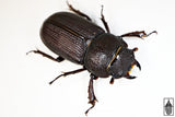 Antelope Stag Beetle (Dorcus parallelus)