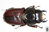 Antelope Stag Beetle (Dorcus parallelus)