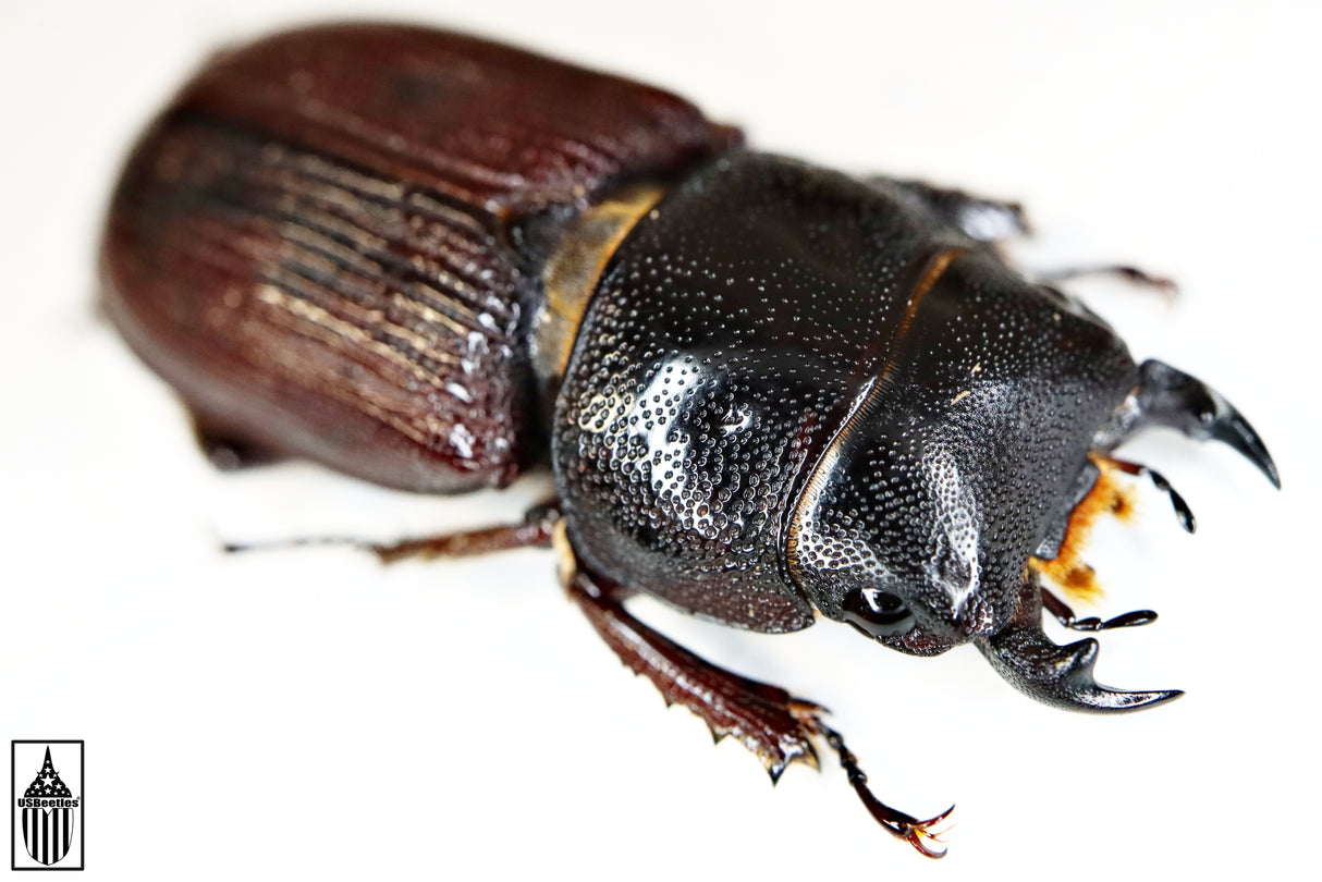 Antelope Stag Beetle (Dorcus parallelus)